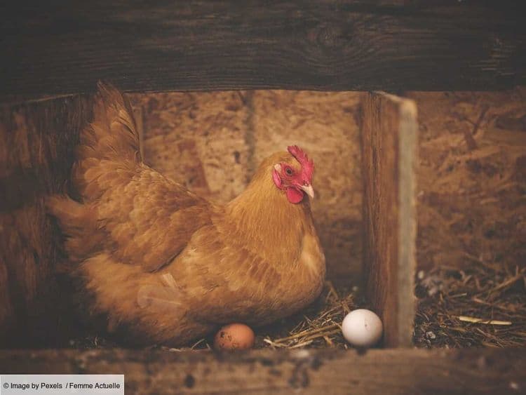 La poule ou l'œuf ? Des chercheurs lèvent enfin le mystère !