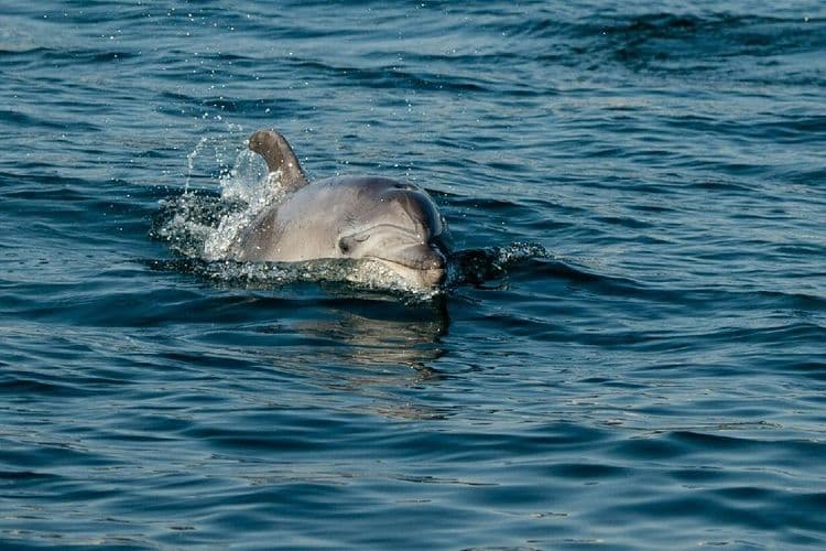 Japon: "Attention dauphin méchant" ou trop joueur