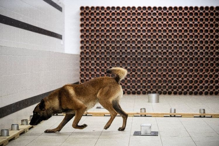 Flairer disques durs et clés USB, la nouvelle mission des chiens gendarmes