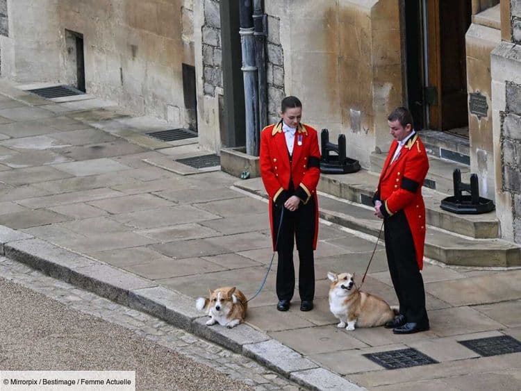 Que deviennent les corgis de la reine Elizabeth II ? Sarah Ferguson donne de leurs nouvelles