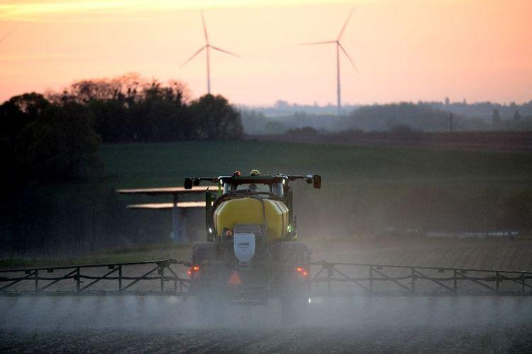 Herbicide interdit par l'UE: les semis de la dernière chance pour les endiviers