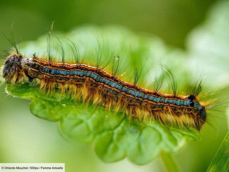 “On ne peut plus manger dehors” : attention à la chenille Bombyx qui ravage les arbres et empêchent les habitants de profiter de leur jardin