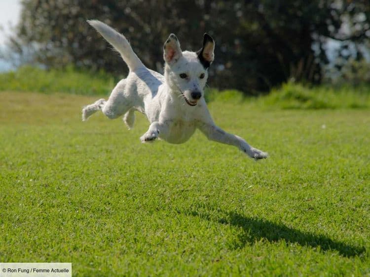 Attention à la piroplasmose ! Conseils pour éviter cette maladie très dangereuse pour votre chien
