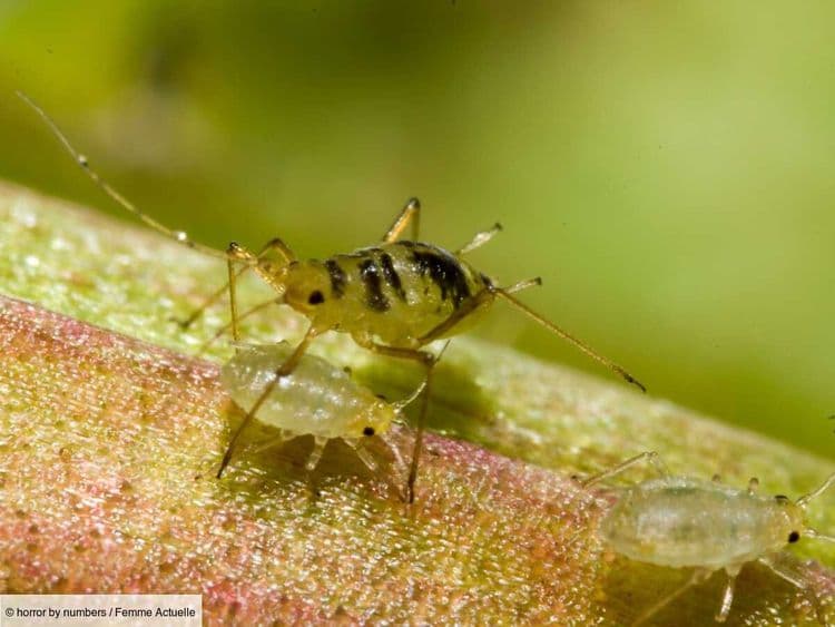 Vous cherchez à éradiquer les pucerons au jardin ? Méfiez-vous de ce geste anodin qui ne fait que les attirer