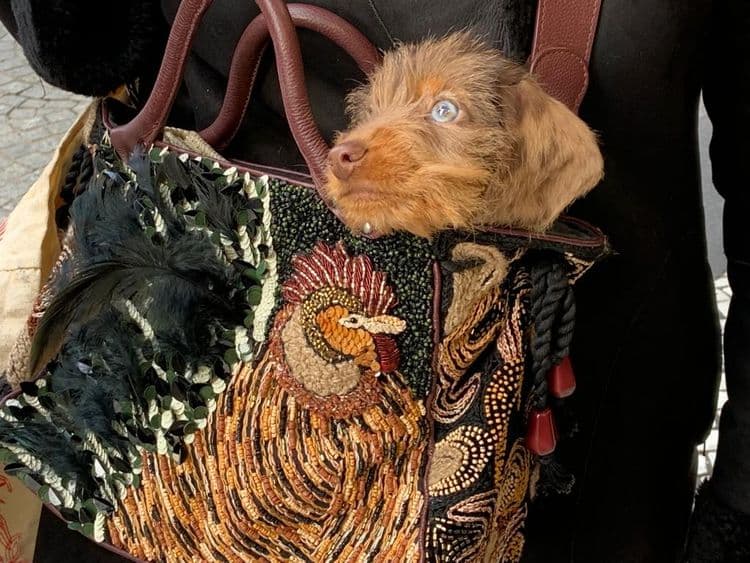 « J'avais dit : plus jamais de chien ! » par le Dr. Aga