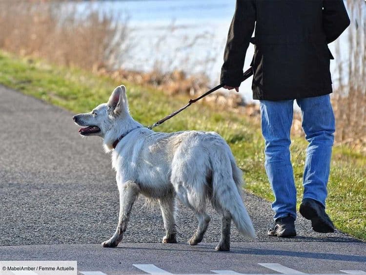 Vols de chiens : un chiot dérobé à son propriétaire en pleine rue par trois individus armés à Lyon