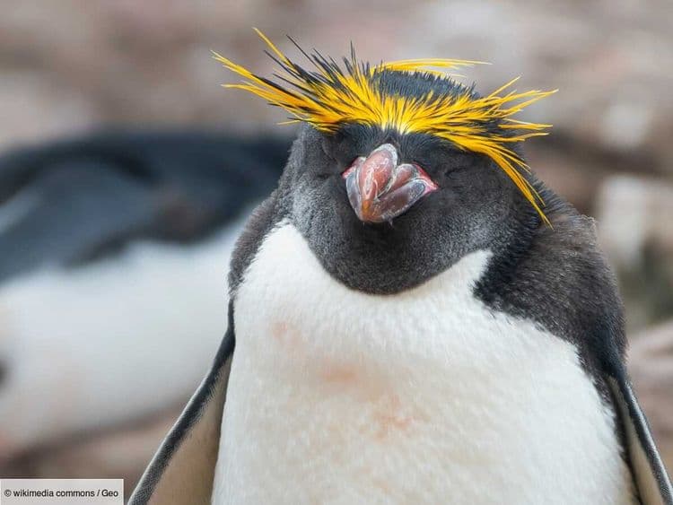 Découvrez le Rockaroni, cet animal hybride rarissime qui bouscule l'évolution