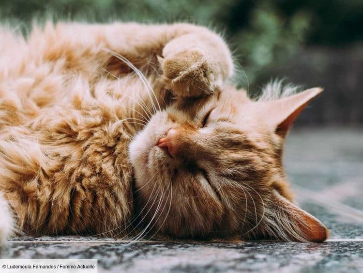 4 signes d’alerte à identifier dans le comportement de votre chat selon un vétérinaire