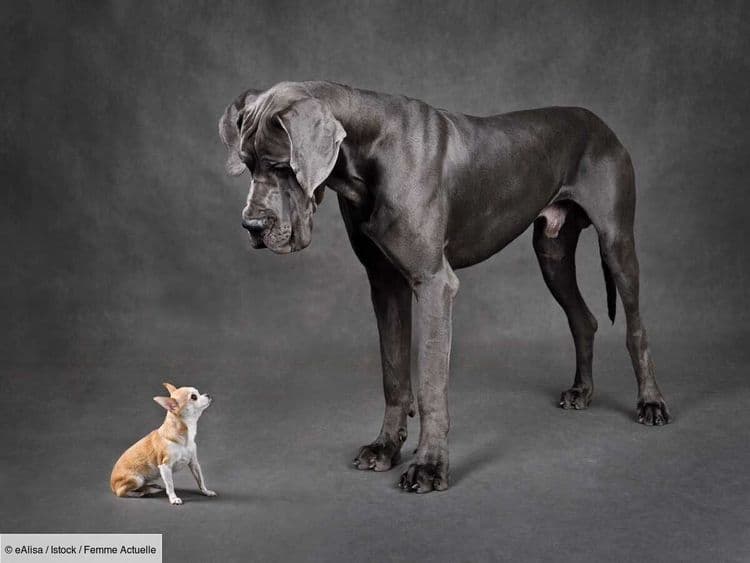 "Il était très prudent" : Le plus grand et le plus petit chien du monde se sont rencontrés, et c’est adorable