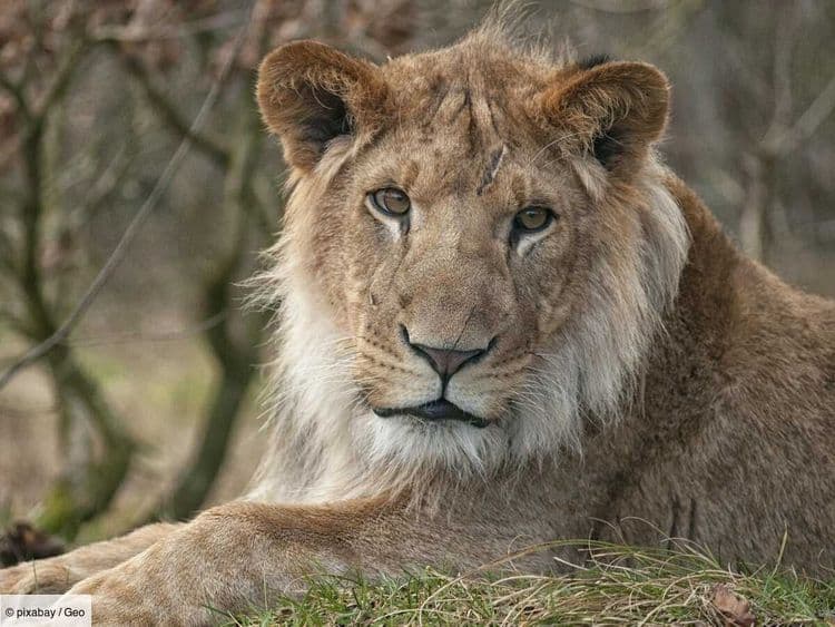 Le lion de compagnie qui a tué son maître révèle les failles d’un trafic ignoré en Irak
