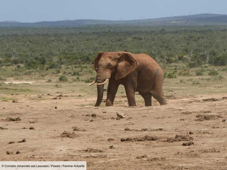 Le safari vire au drame : deux touristes tuées par un éléphant dans un parc national de Zambie