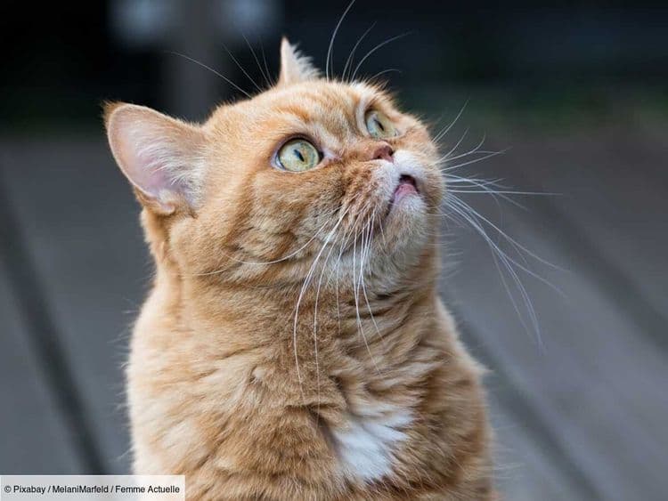 Qu’est ce que cela veut dire si mon chat me montre son ventre ?
