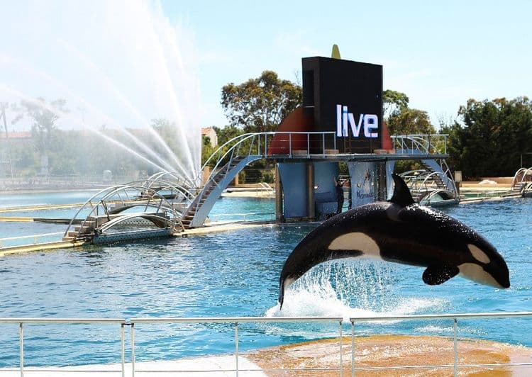 Une vidéo relance la polémique sur le sort des orques du Marineland d'Antibes