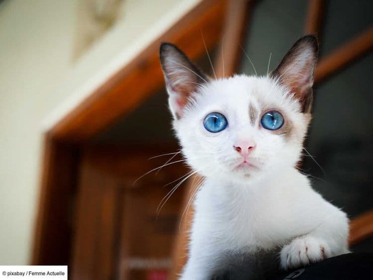 Quelle litière pour mon chat ? Conseils pour bien choisir