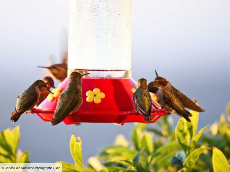 Les becs des colibris de Californie ont changé de forme au fil des ans, et on sait désormais pourquoi