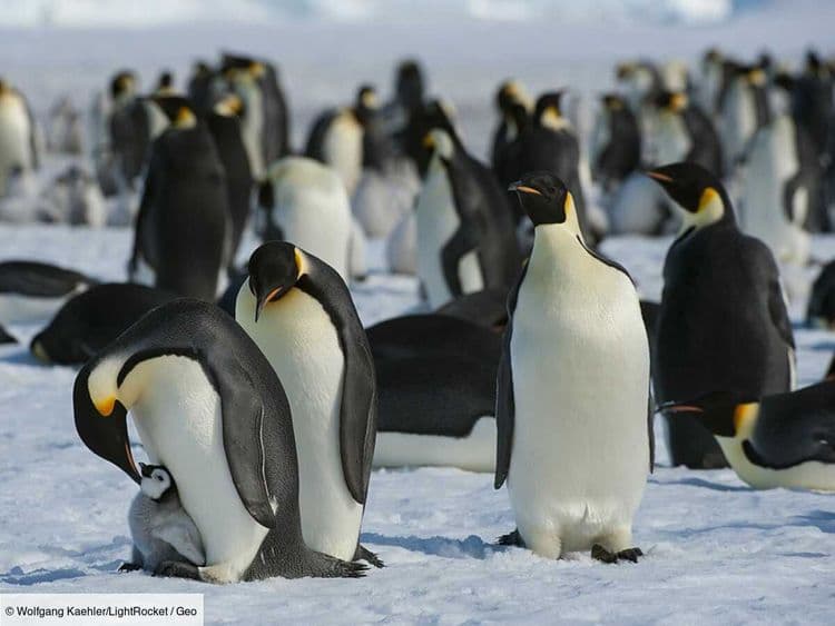 Les manchots empereurs sont plus touchés par le réchauffement climatique que prévu