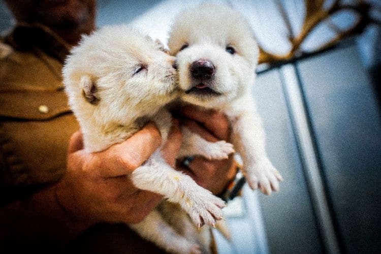 Aux Etats-Unis, la promesse folle du retour de loups disparus