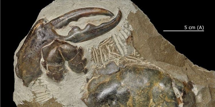 Ce crabe géant arpentait les mers il y a près de 9 millions d’années