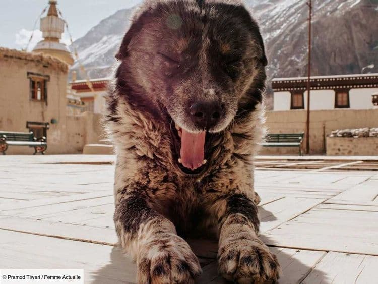 Le Terrier tibétain, un chien doux et affectueux