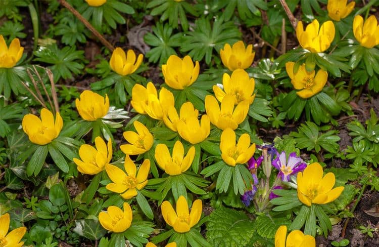 L’Eranthis, un bulbe lumineux à floraison précoce