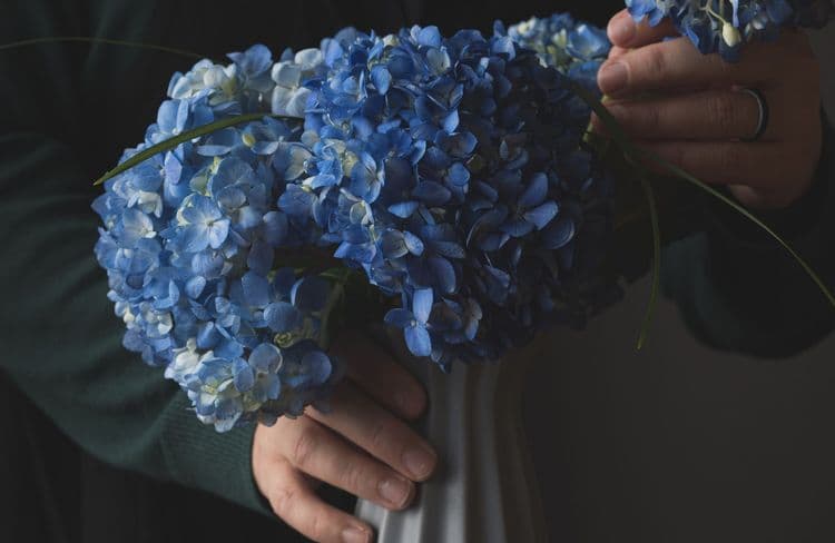Le guide ultime pour des hortensias florissantes en intérieur comme en extérieur