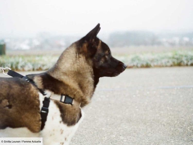Akita américain, un grand sportif, calme et indépendant