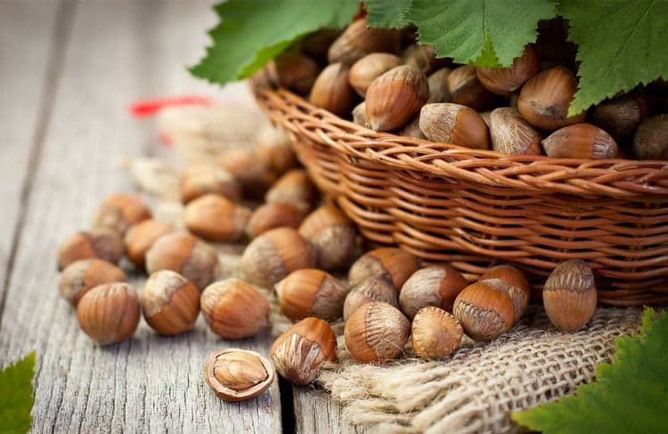Récolter de belles noisettes