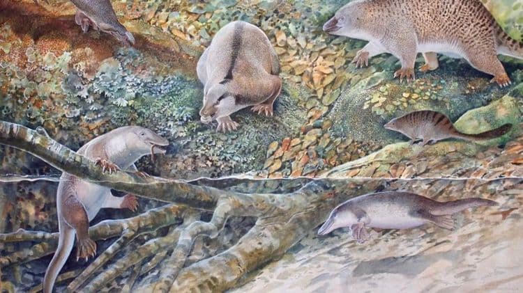 Similaire à l’ornithorynque, cette nouvelle espèce ayant vécu il y a 100 millions d’années a été découverte en Australie