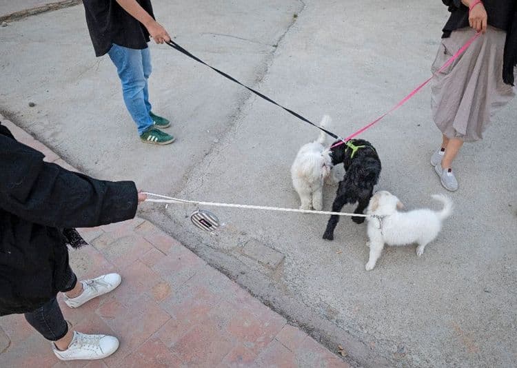 Iran: plusieurs villes interdisent de promener les chiens