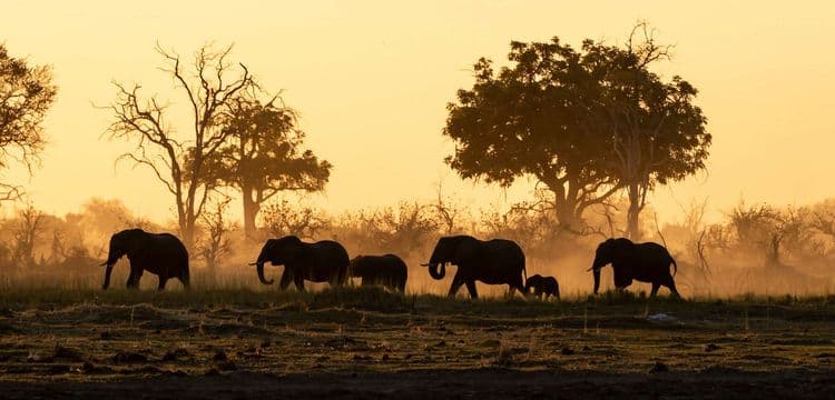 Rituels funéraires : les éléphants d’Asie pleurent et enterrent leurs bébés morts