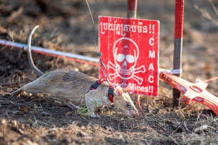 Cambodge: un rat bat un nouveau record de détection de mines