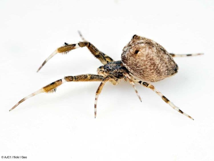 Une araignée à la toile empoisonnée étudiée à la loupe par les chercheurs