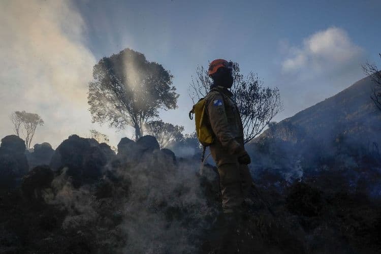 La destruction des forêts tropicales à un niveau record, sous l'effet des incendies