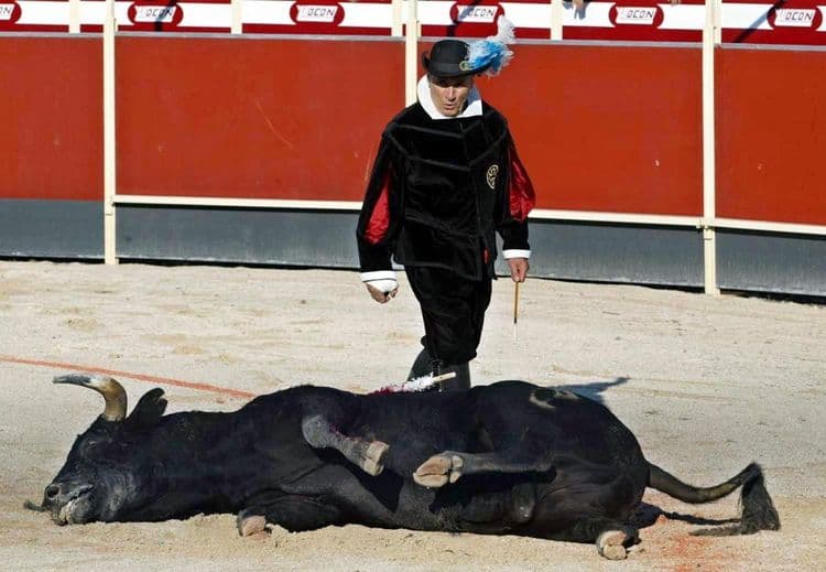 Le tribunal administratif s'oppose au retour de la corrida dans une commune de l'Hérault