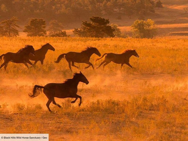 Et si les chevaux préhistoriques pouvaient nous aider à mieux protéger la biodiversité actuelle?