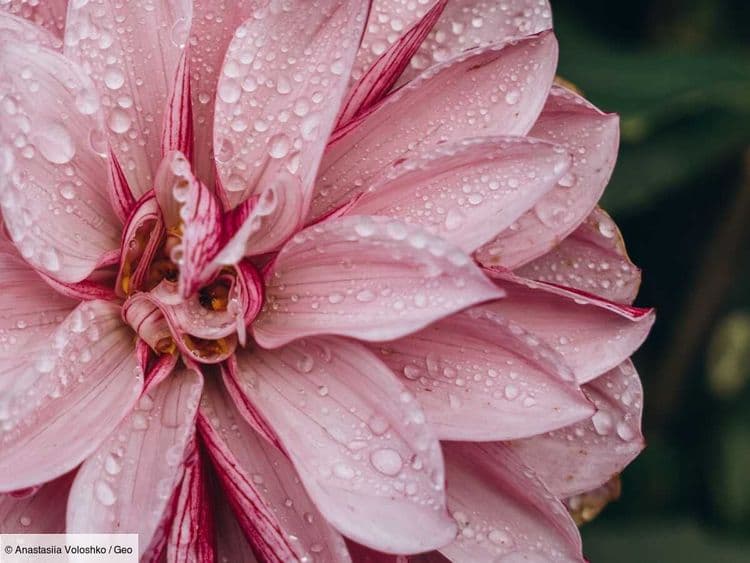 Comment les gouttes de rosée se forment-elles sur les pétales de fleurs?