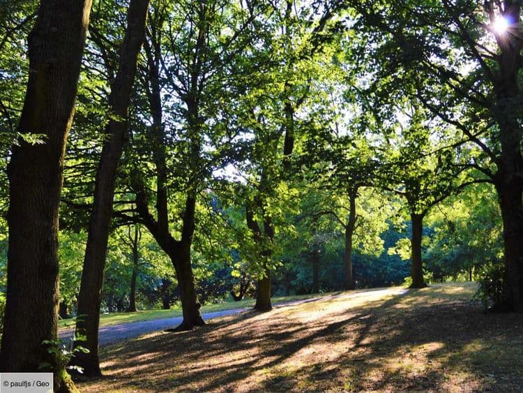 Dans le Val-d'Oise, une forêt monumentale naît sur des terres polluées par les égouts de Paris
