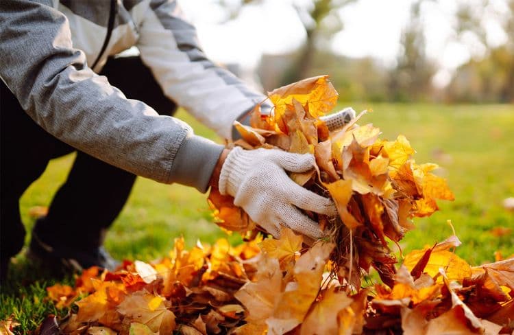 Comment faire et utiliser un terreau de feuilles mortes ?