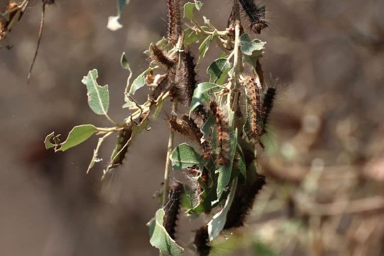 En Corse, "l'enfer" des chenilles du bombyx disparate, dévoreuses de 20.000 hectares de forêts