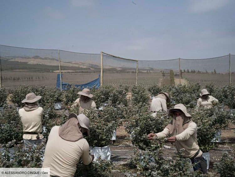 Myrtilles du Pérou: les dessous amers du fruit star de nos supermarchés