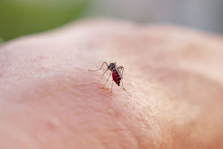 Chikungunya: Mayotte est passée en phase d'épidémie, selon Santé publique France