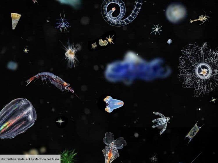 Festival du Plancton, récifs fluorescents, probiotiques pour coraux… Le Journal de l'Océan