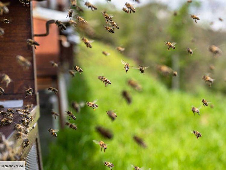 Les abeilles peuvent aider à éviter la famine dans les zones de guerre, à commencer par l'Ukraine