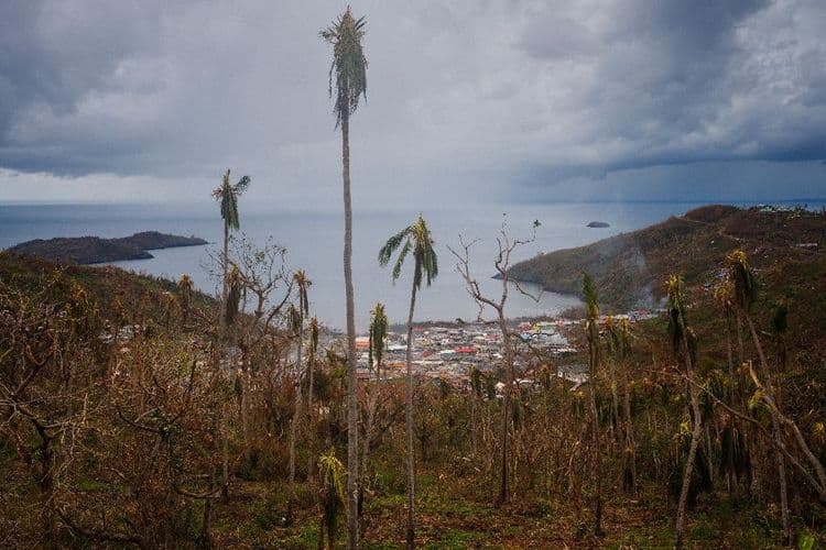 Six mois après Chido, la végétation repousse fragilement à Mayotte
