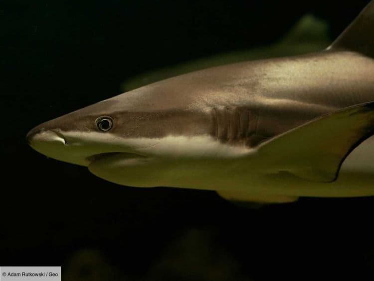 Une collision impressionnante entre un surfeur et un requin tisserand filmée en Floride