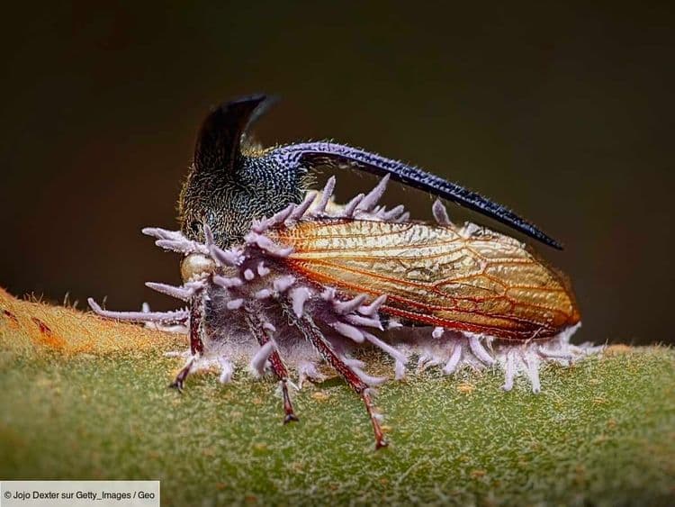 Cordyceps et compagnie: à la rencontre des "Champignons de l'apocalypse"