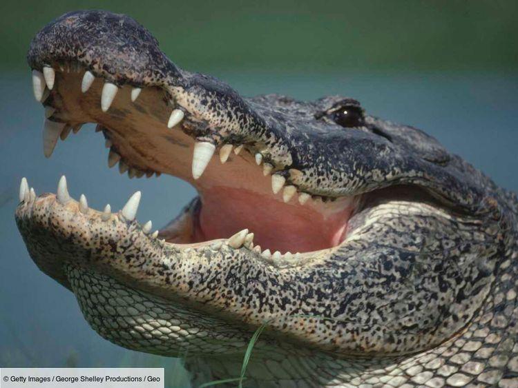 Comment survivre à une attaque d’alligator (si vous ne pouvez l’éviter)