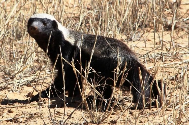 Connaissez-vous le seul animal capable de courir en arrière ?