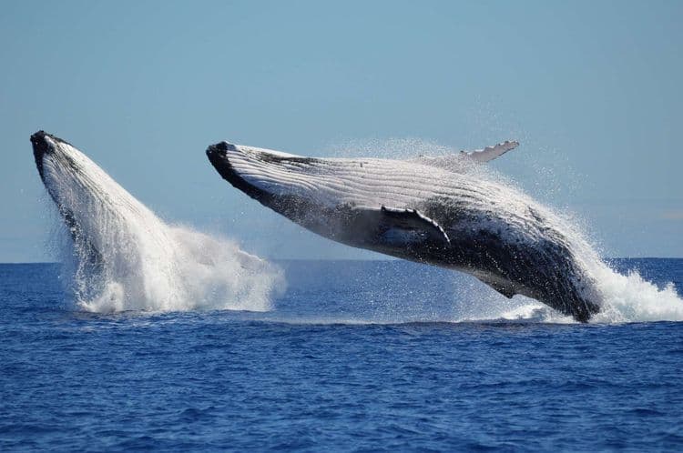 Ces images de la danse amoureuse entre 2 baleines à bosse sont une première à plus d’un titre !
