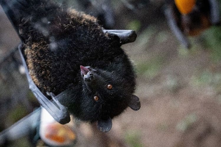 Première naissance en captivité d'une chauve-souris géante des 
Comores en France